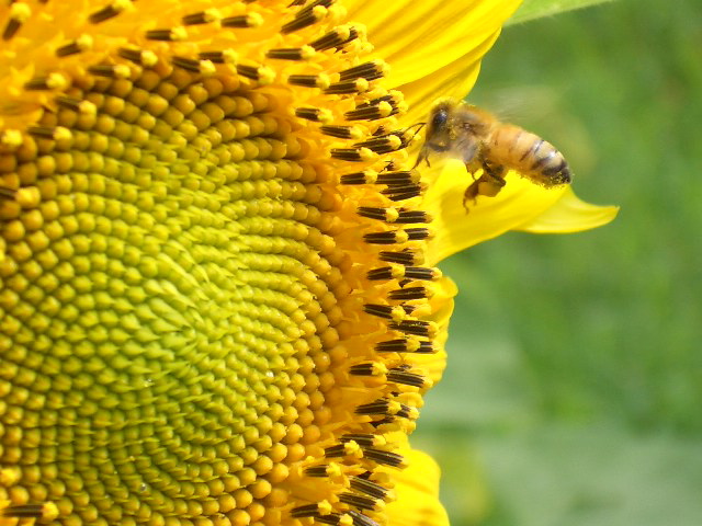 向日葵と蜜蜂