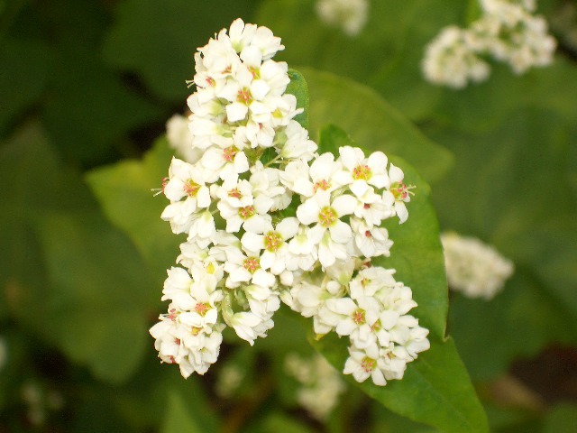 蕎麦の花