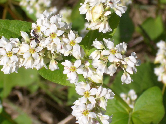 蕎麦の花と蟻