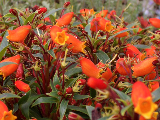 知人のハウスの花4