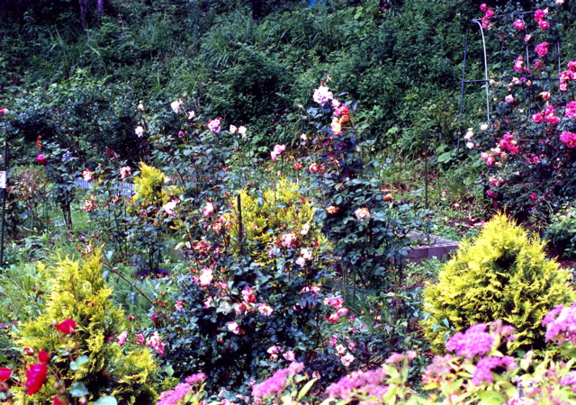 小宮　薔薇園003