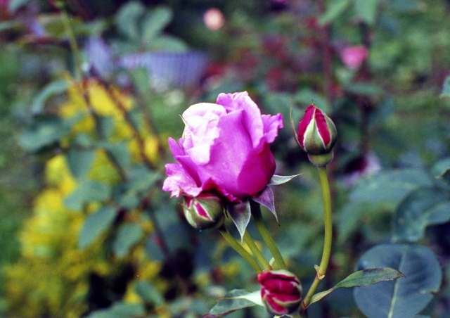 小宮　薔薇園013