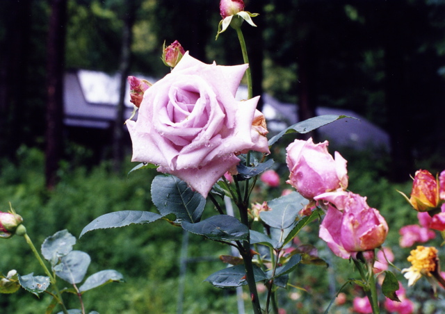 小宮　薔薇園016