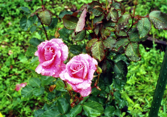 小宮　薔薇園020