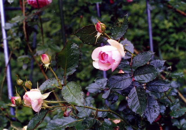 小宮　薔薇園023