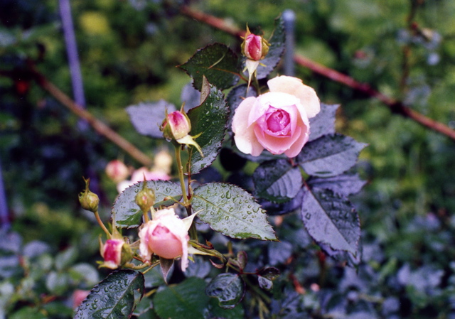 小宮　薔薇園024