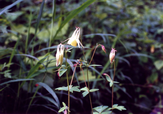 小宮　薔薇園030