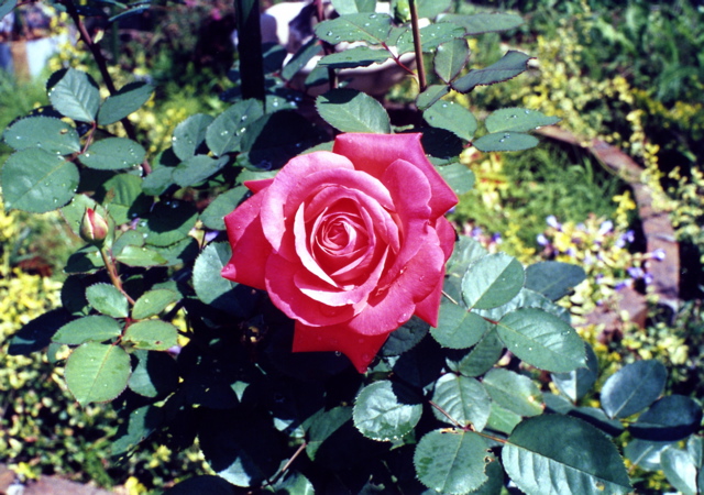 小宮　薔薇園032