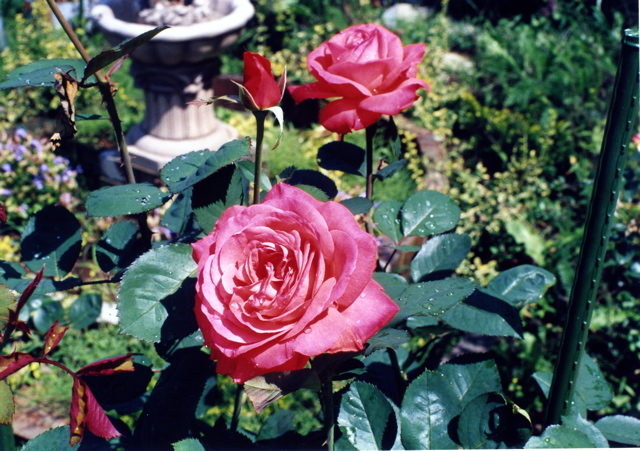 小宮　薔薇園033