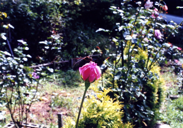 小宮　薔薇園038