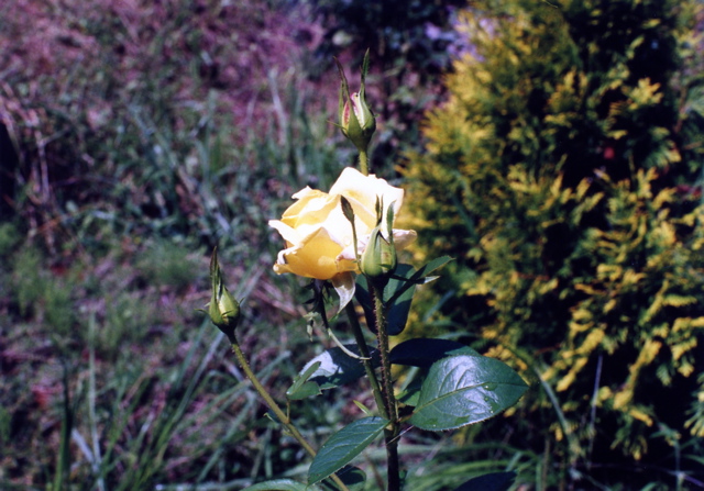 小宮　薔薇園040