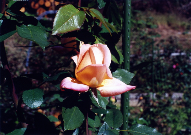 小宮　薔薇園044